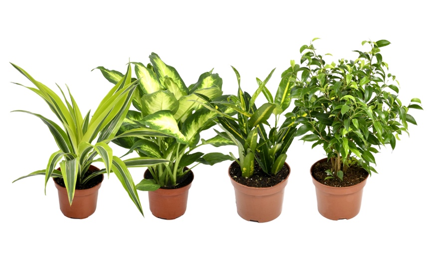 Image 2: Set de 4 plantes d'intérieur différentes