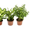Image 2: Set de 4 plantes d'intérieur différentes