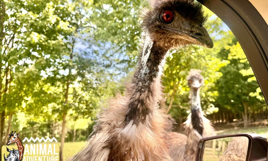 Image 10: Explore & Enjoy Interactive Animal Encounters at Animal Adventure Park