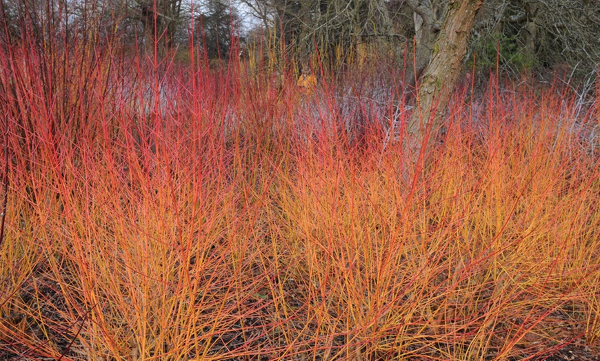 Image 6: Cornus Winter Stems Collection