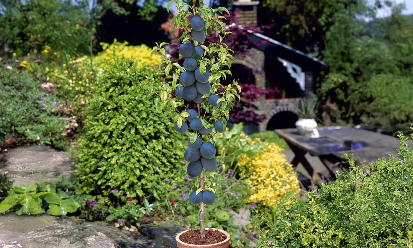 Árboles frutales columnares auténticos