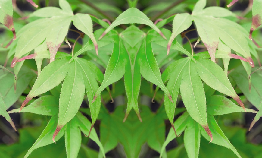 Image 5: Japanese Maple Acer Duo Collection with Optional Patio Pots