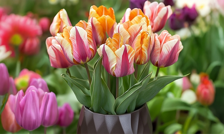 Image 2: Bulbes de tulipes "Tulipa Flaming Beauty"