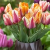 Image 2: Bulbes de tulipes "Tulipa Flaming Beauty"