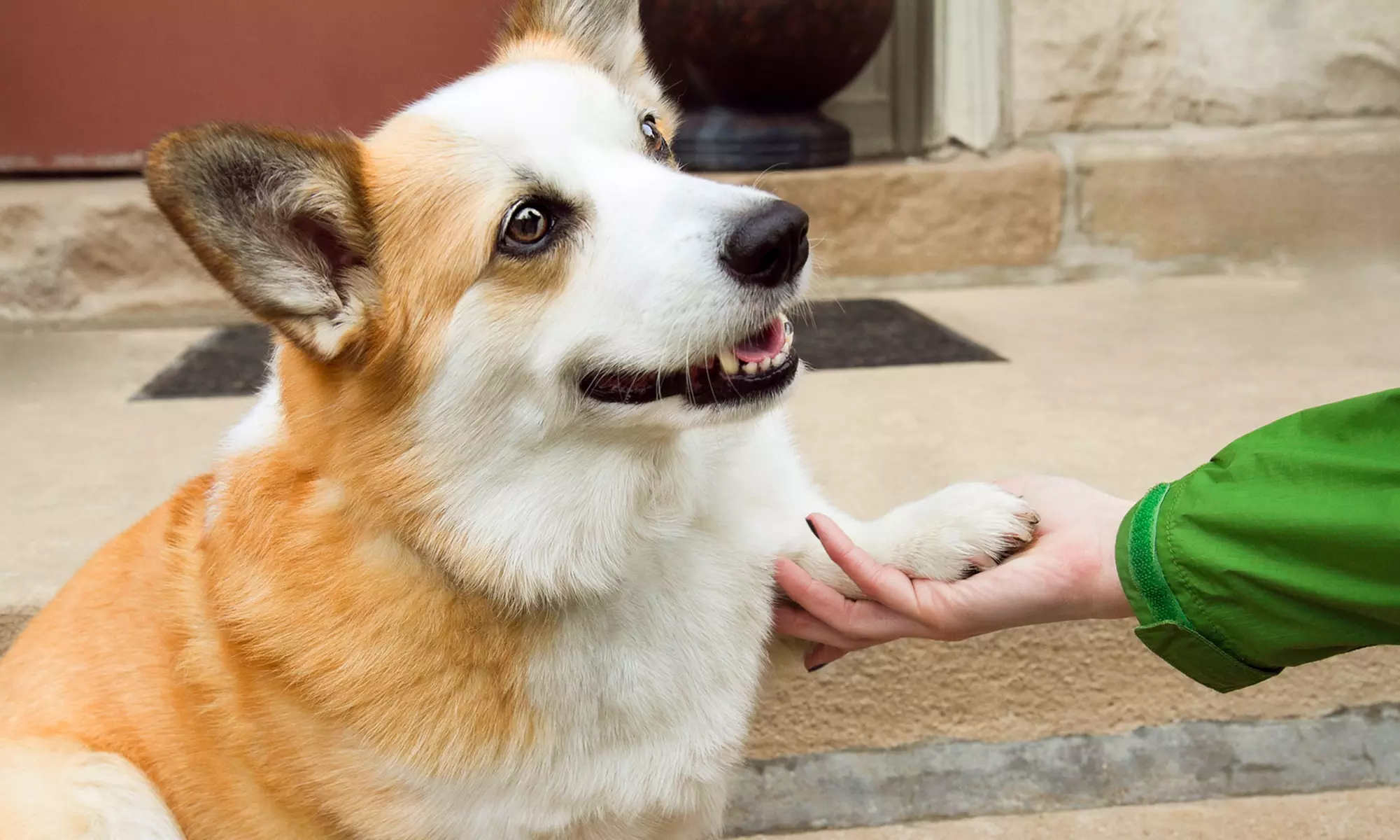 $75.50 One-Hour Pet Consultation and a Book at Star Souls Blossom ($162 Value) - Primary Image