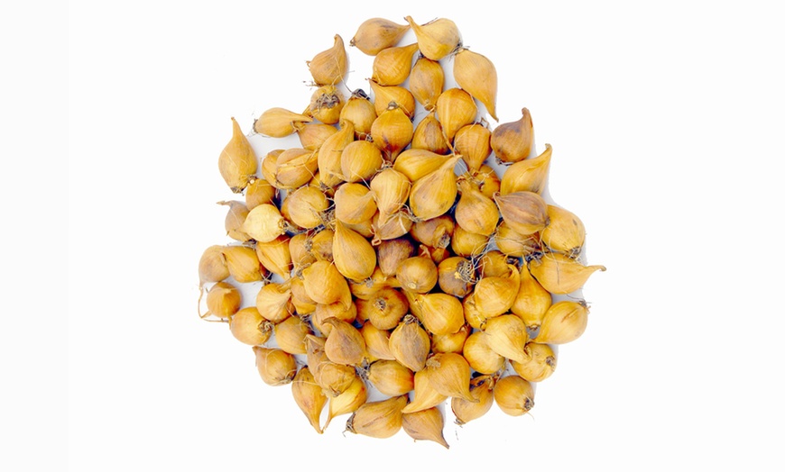 Image 4: Crocus Ruby Giant - Up to 150 Bulbs