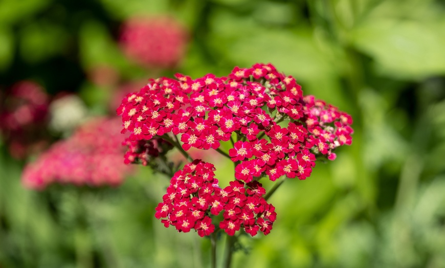 Image 2: Up to 72 Hardy Mixed Perennial Plants