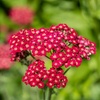 Image 2: Up to 72 Hardy Mixed Perennial Plants