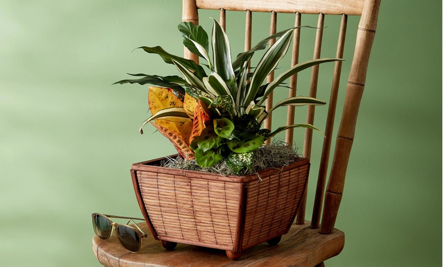 Image 4: Next Day Delivery Plants from 1-800-Flowers (up to 55% off)
