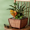 Image 4: Next Day Delivery Plants from 1-800-Flowers (up to 55% off)