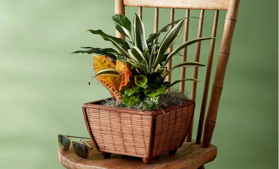 Next Day Delivery Plants for Every Special Moment from 1-800-Flowers.com (up to 50% off)