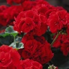 Image 1: Geranium 'Best Red' - 12, 36 or 72 Plants