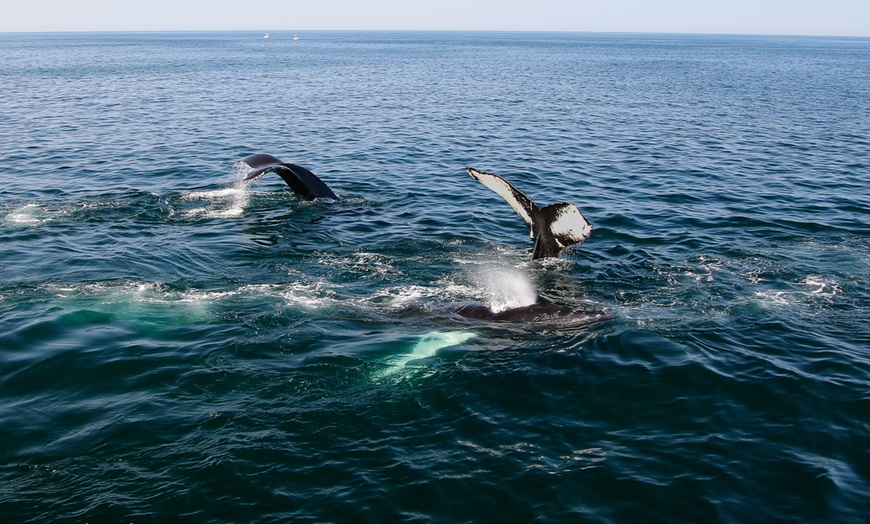 Image 20: Whale Watching Tour | Guaranteed Sightings | Cape Ann 