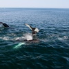 Image 20: Whale Watching Tour | Guaranteed Sightings | Cape Ann 