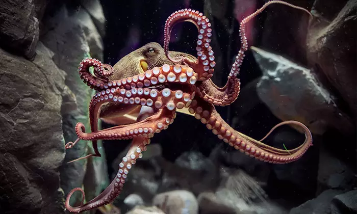 Learn About 13,000+ Animals & 14 Themed Zones at Darling Harbour