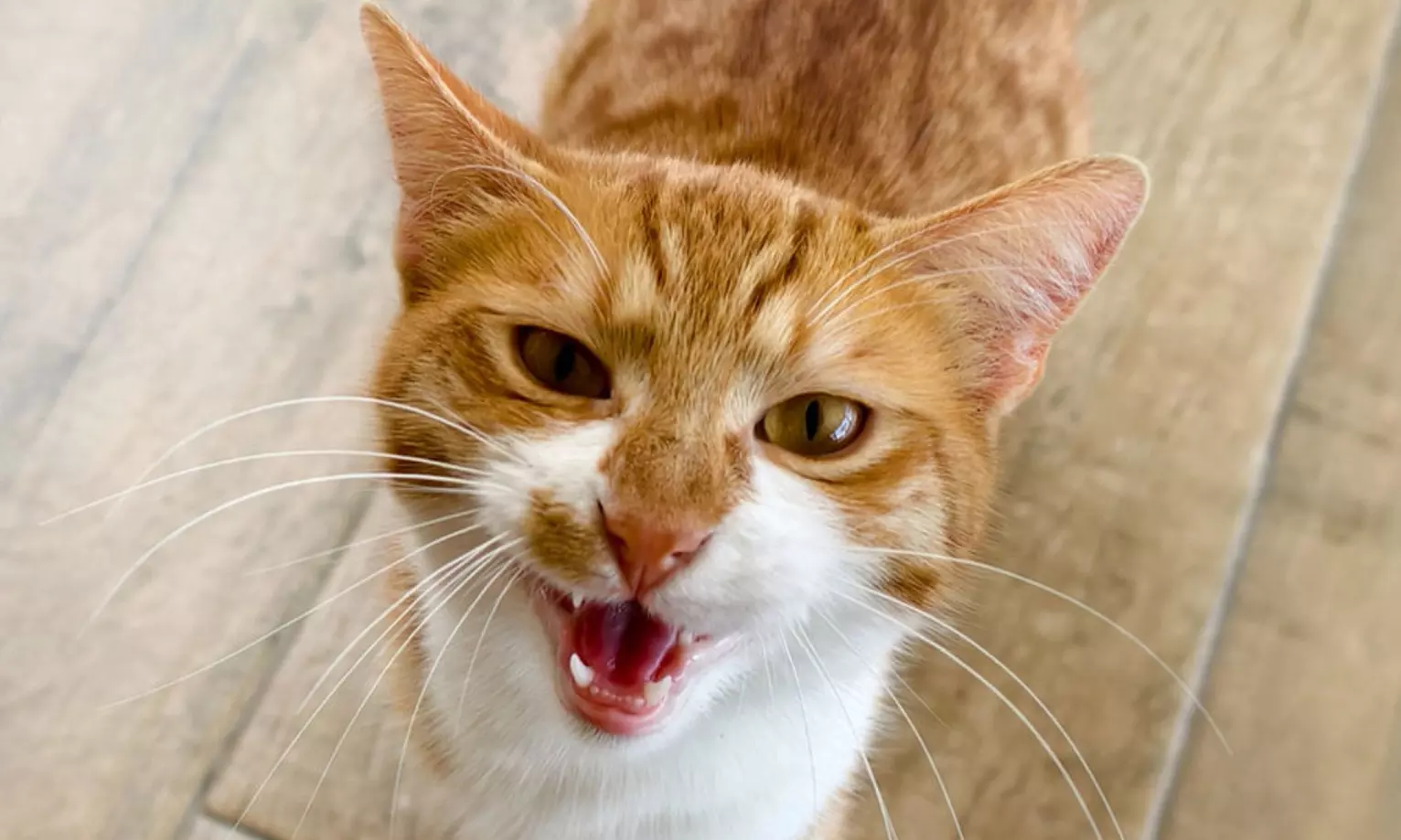 Cat Cafe! 90-Minutes Cat Lounge Entry & Drink & Freshly Baked Pastry