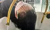 Head Spa: 45-Min Empress Express, 60-Min Grand Suave, or 90-Min Crown Royale at Crowns Head Spa (Up to 37% Off)