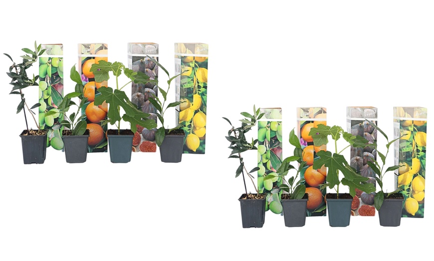 Image 3: Set de 4 árboles frutales rootz