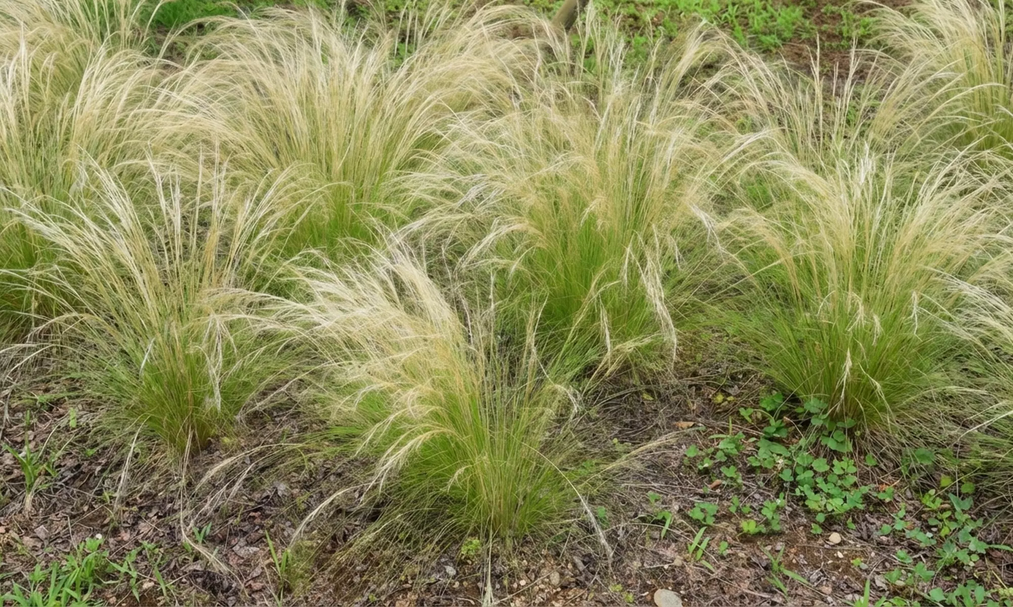 Mehrjähriges Stauden-Set „Isa“ mit 10 Pflanzen