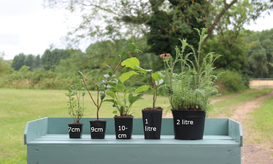 Image 2: One, Three or Five Cistus Thrive Rock Rose Potted Plants