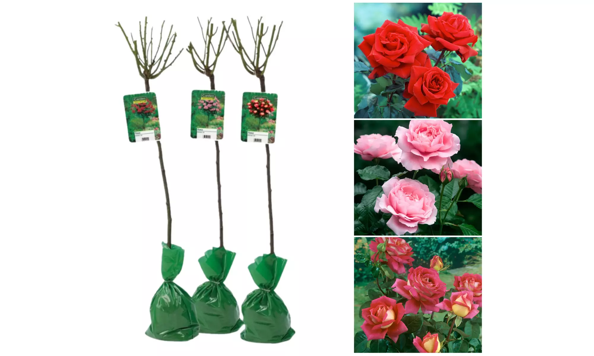 Set van 3 XXL rozen van 120-140 cm