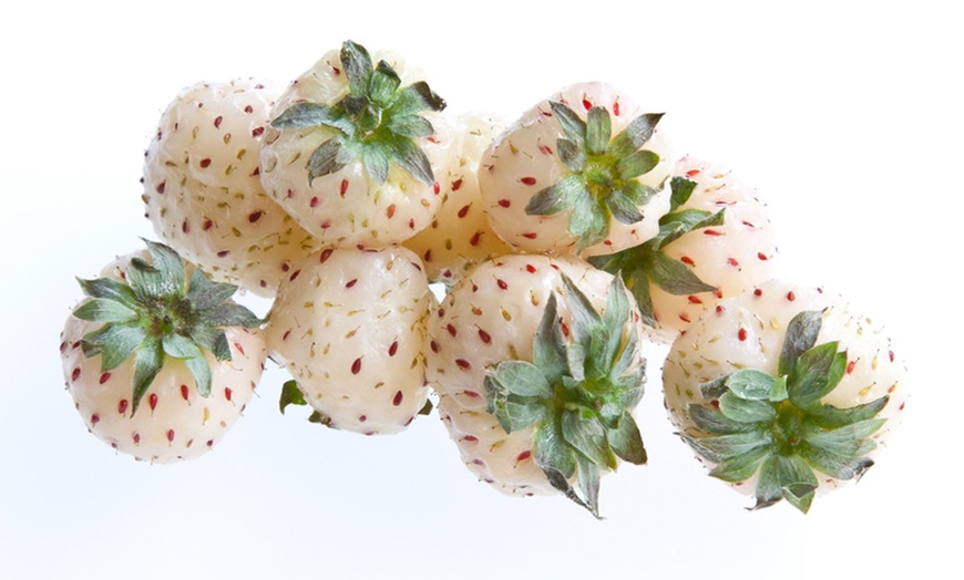 Image 3: 6 or 12 White Strawberry Snow White Plants