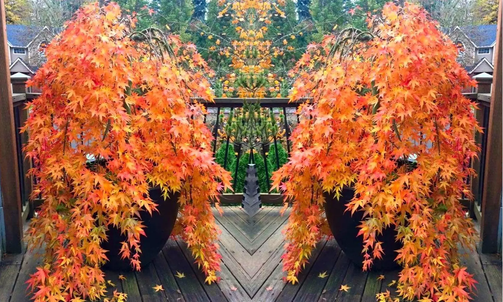 1x oder 2x Fächerahorn (Acer palmatum) ‘Orange Lace’ - Primary Image