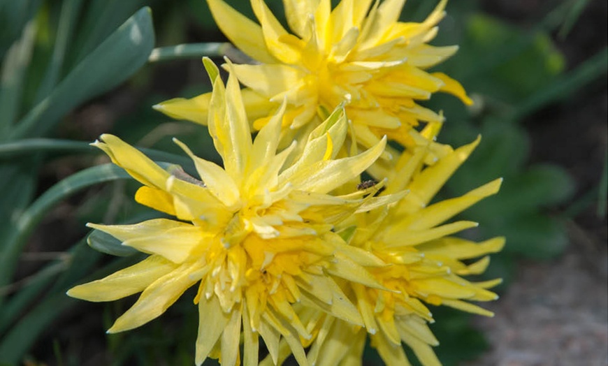 Image 3: 25 or 50 Narcissus 'Rip van Winkle' Spring Flowering Bulbs