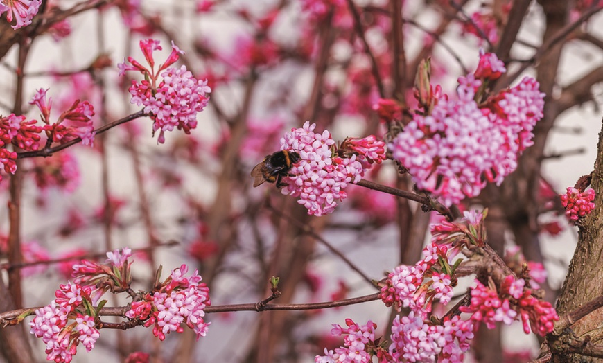 Image 2: Potted Viburnum Hardy Shrubs