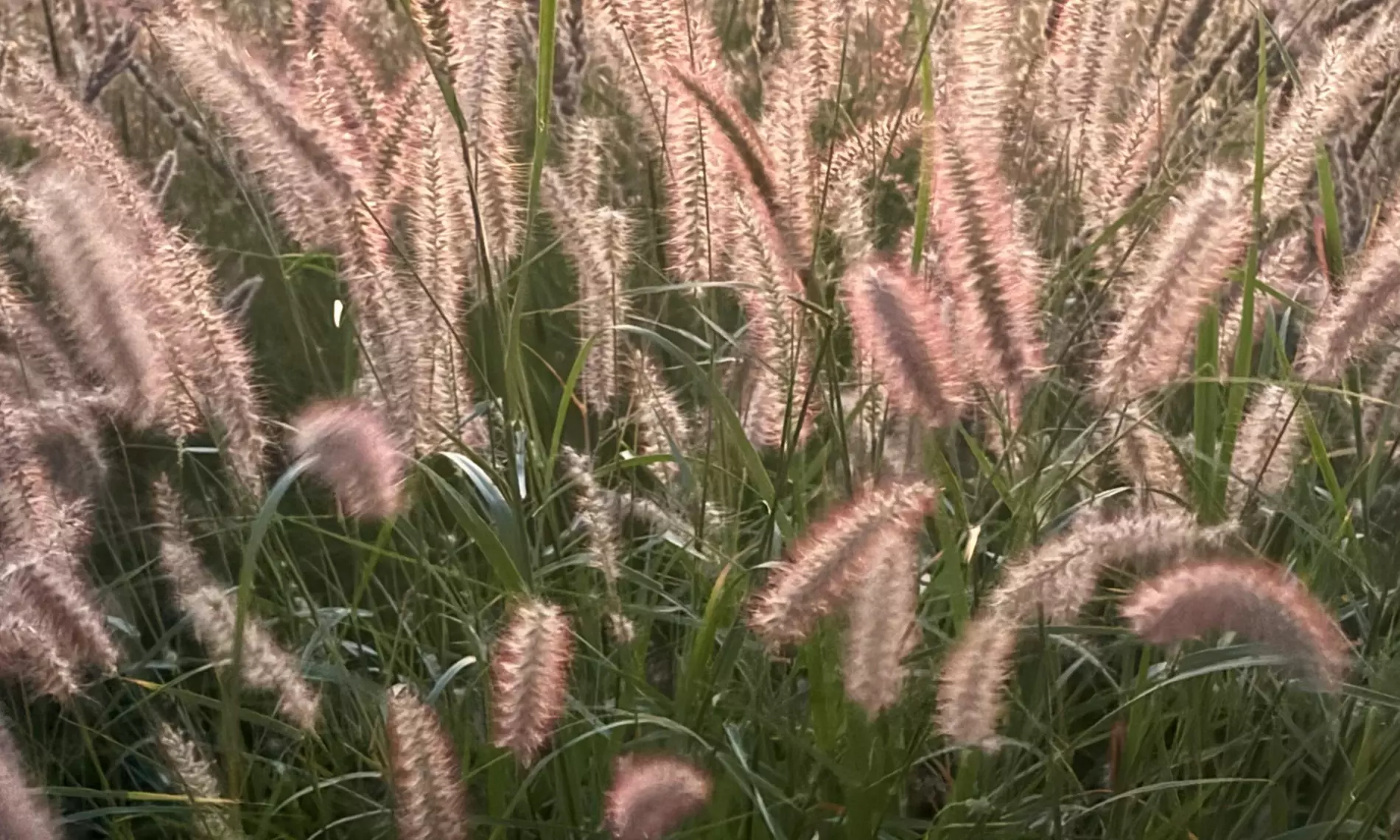 NatureNest 'Luna'-borderpakket