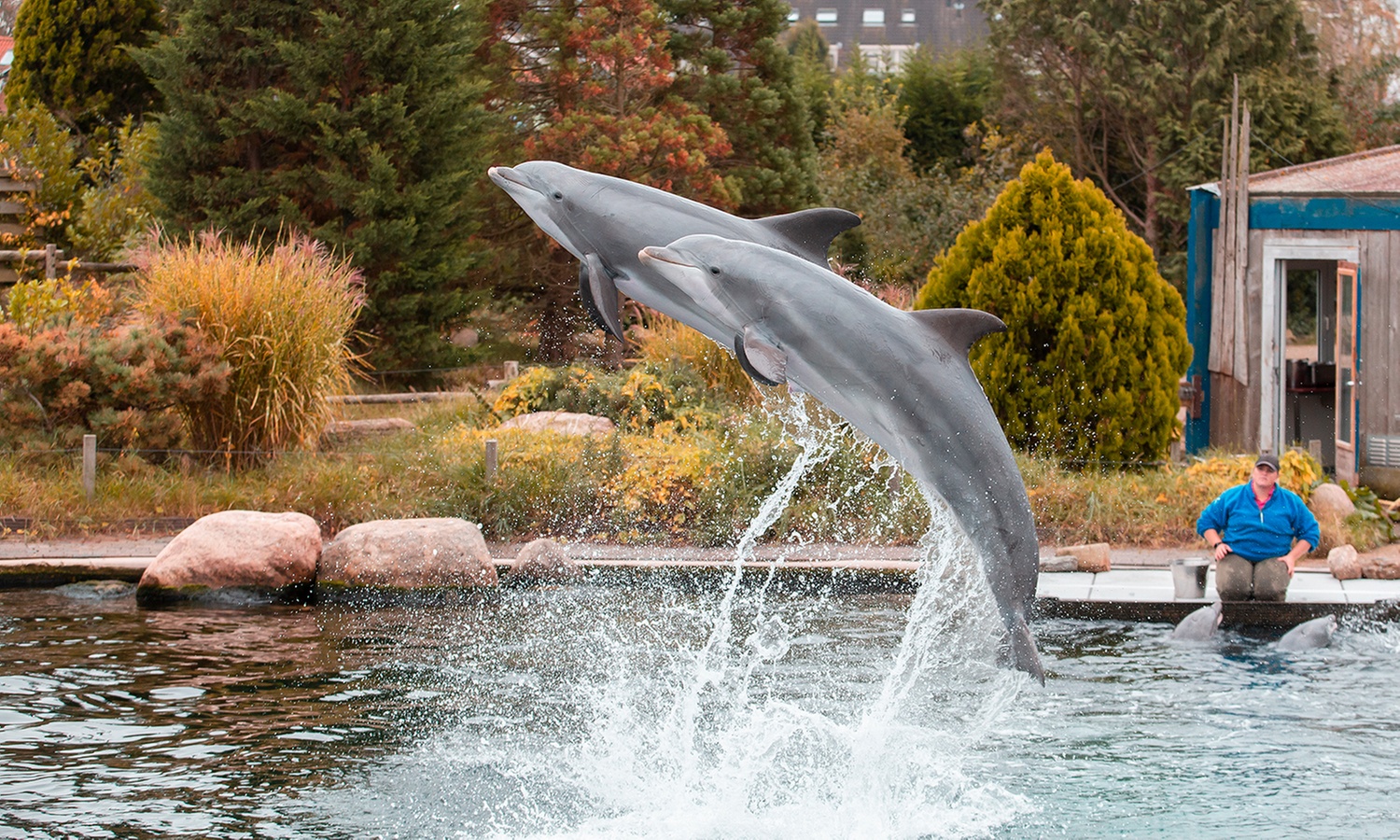 Ontdek de dieren van de zee en neem zelf een duik in het Dolfinarium