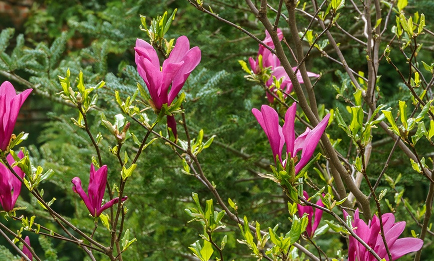 Image 5: Magnolia Tree Collection
