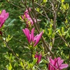 Image 5: Magnolia Tree Collection