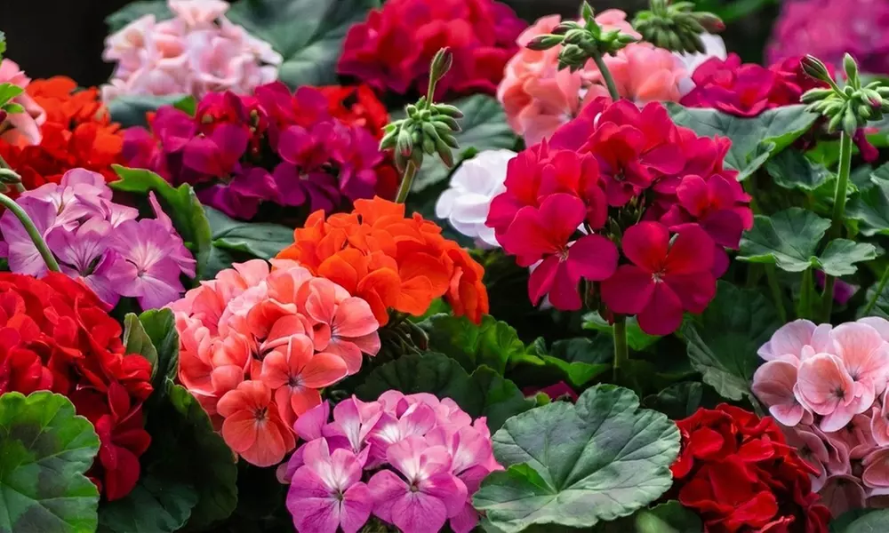 60 or 120 Mixed Summer Bedding Plants