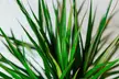 1 ou 2 plants de Dracaena Marginata 75-80 cm, pot inclus - Image 2