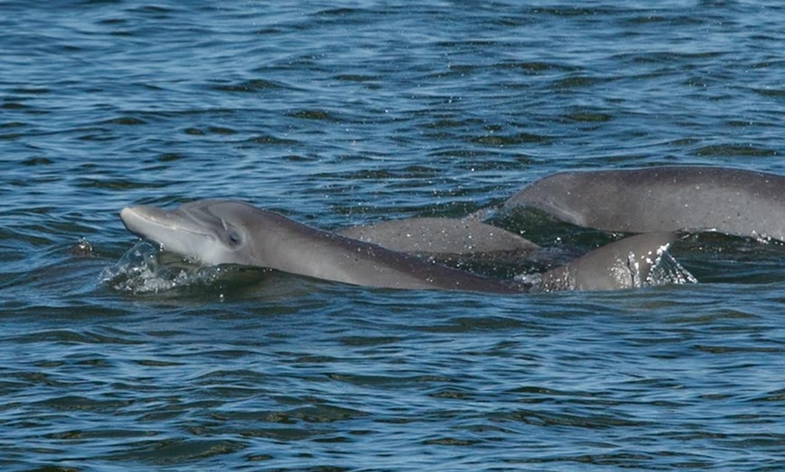 Image 2: Sunset Sightseeing & Eco History Cruises – Port Orange, FL