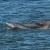 Image 2: Sunset Sightseeing & Eco History Cruises – Port Orange, FL