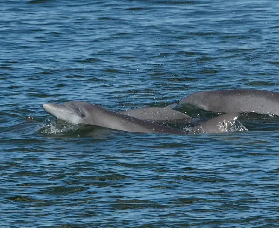 Sunset Sightseeing & Eco History Cruises – Port Orange, FL