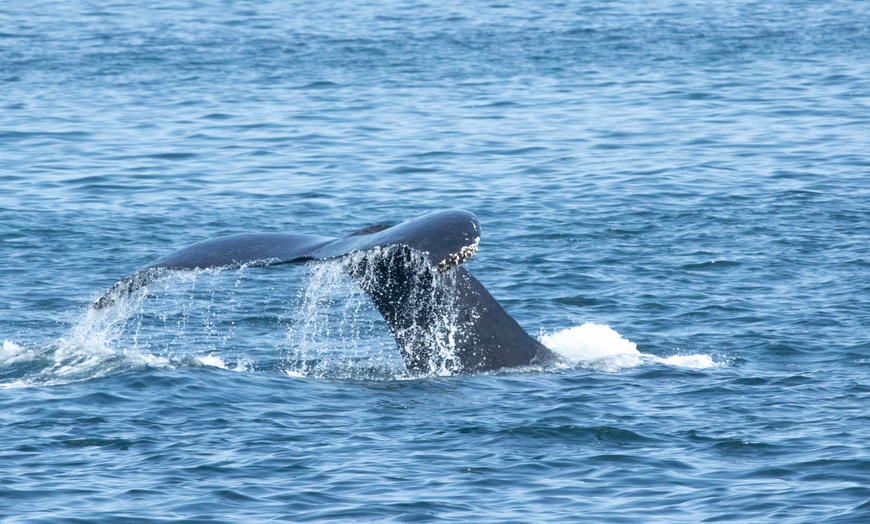 Image 9: Luxury San Diego Whale Watching Tour