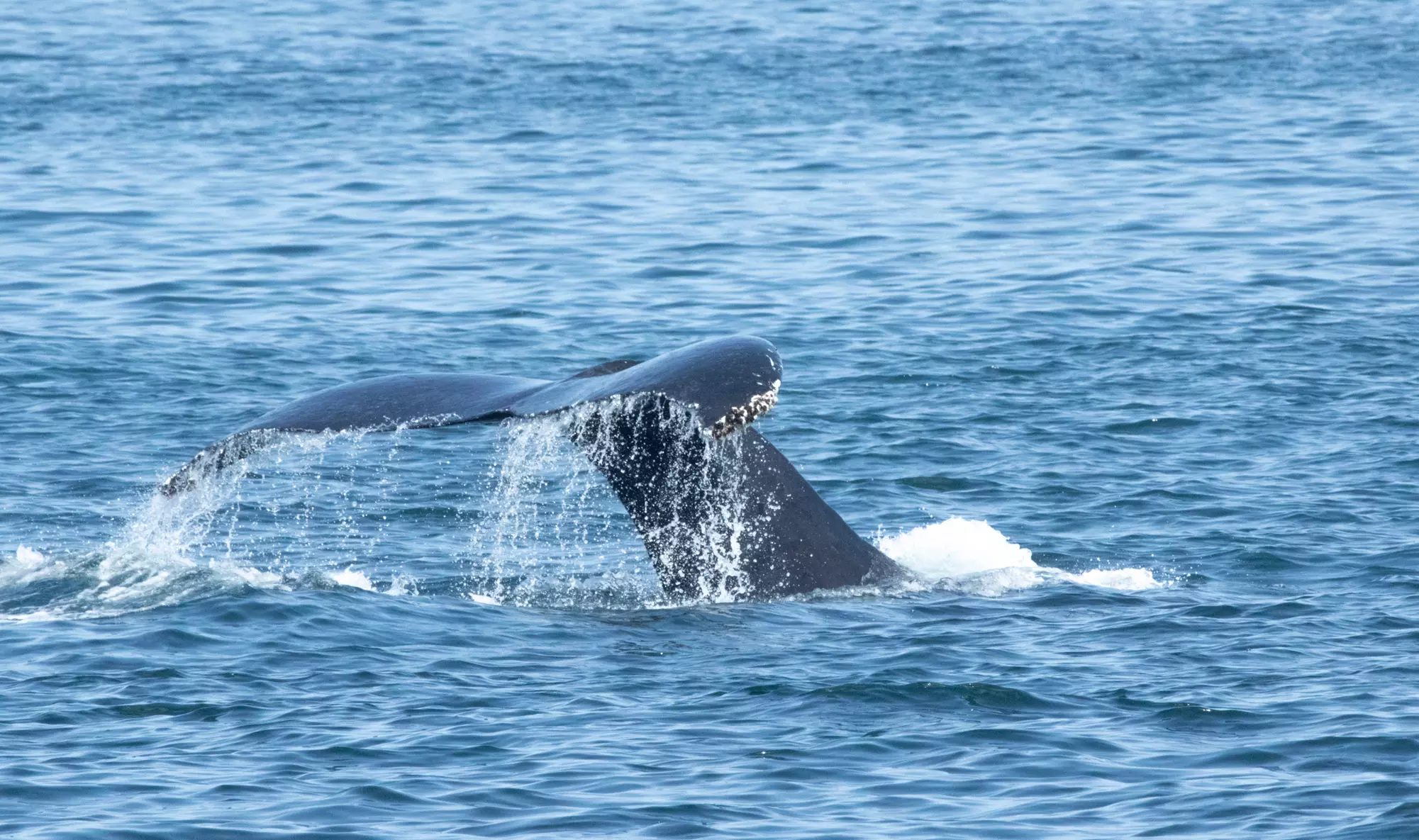 Luxury San Diego Whale Watching Tour