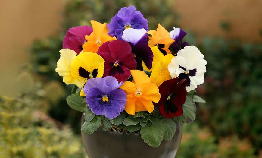 Image 1: 70 Garden-Ready Pansies