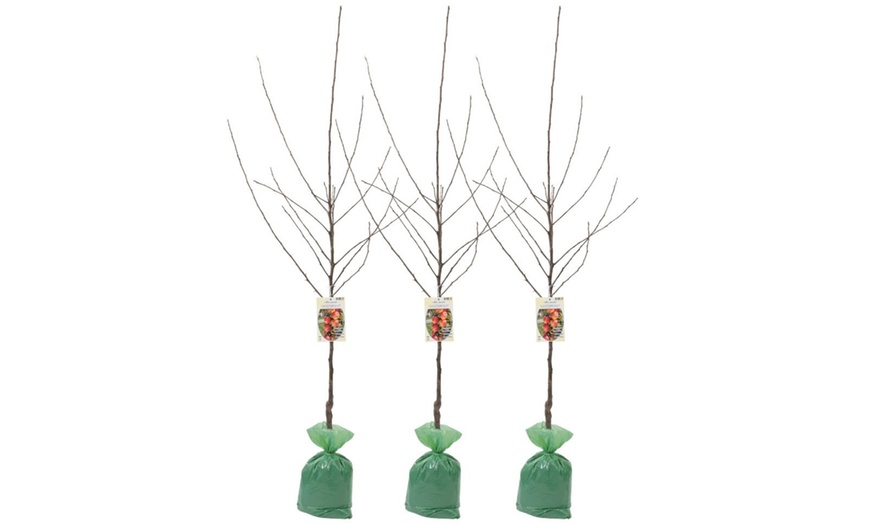 Image 2: Set di 3 piante da frutto XXL Jonagold di 2-3 anni