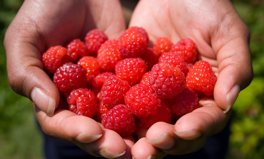 Image 3: Long Canes Raspberry 'Glen Ample'