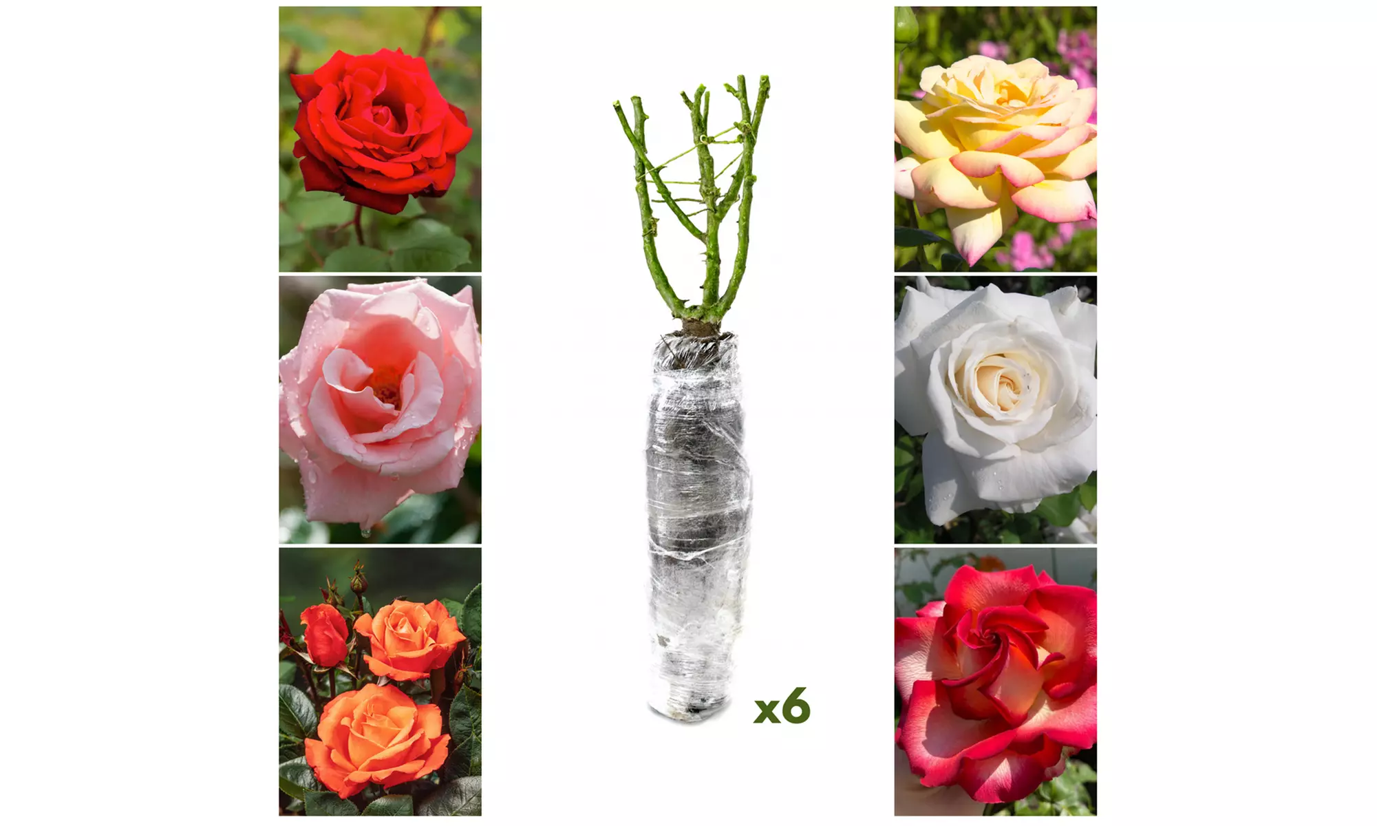 Set van 3 of 6 grootbloemige rozen