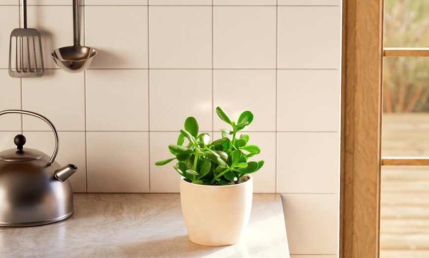 Image 3: Lively Root Deal: Small Indoor Houseplant Collection with Eco-Pot Planter