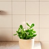 Image 3: Lively Root Deal: Small Indoor Houseplant Collection with Eco-Pot Planter