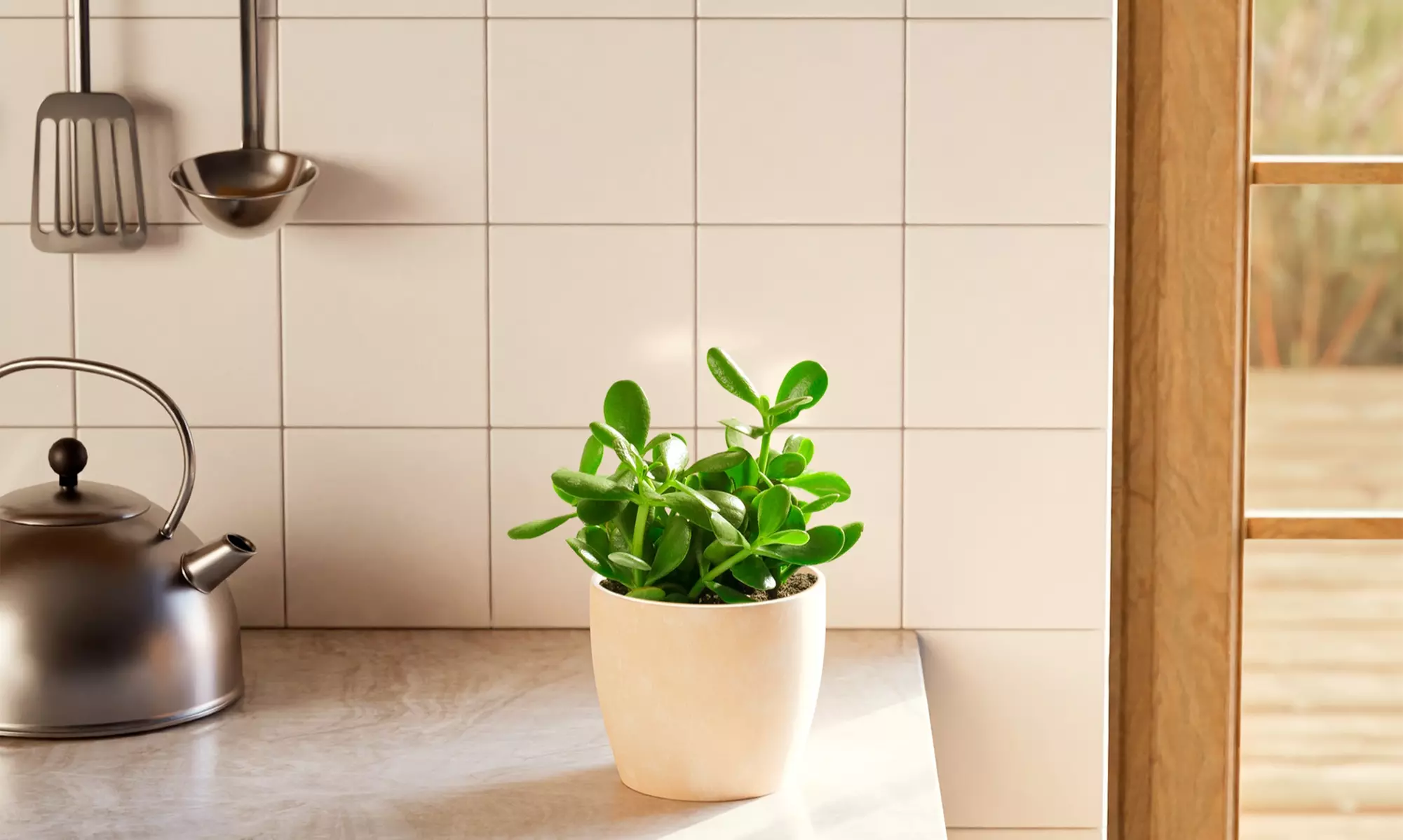 Lively Root Deal: Small Indoor Houseplant Collection with Eco-Pot Planter