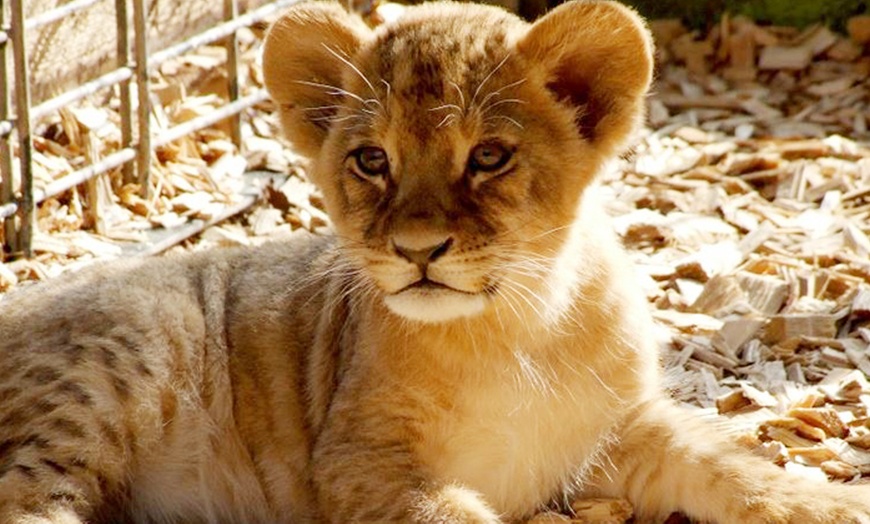 Image 2: Zoo Dortmund Eintritt für Zwei 