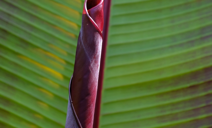 Image 2: 1 of 2 bananenplanten 'Musa Ensete Maurelii'