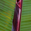 Image 2: 1 of 2 bananenplanten 'Musa Ensete Maurelii'